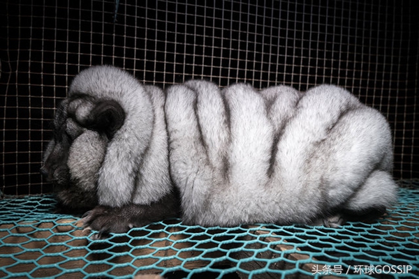 在芬兰皮毛工厂生活的北极狐，体重是正常同类的7倍，面目全非