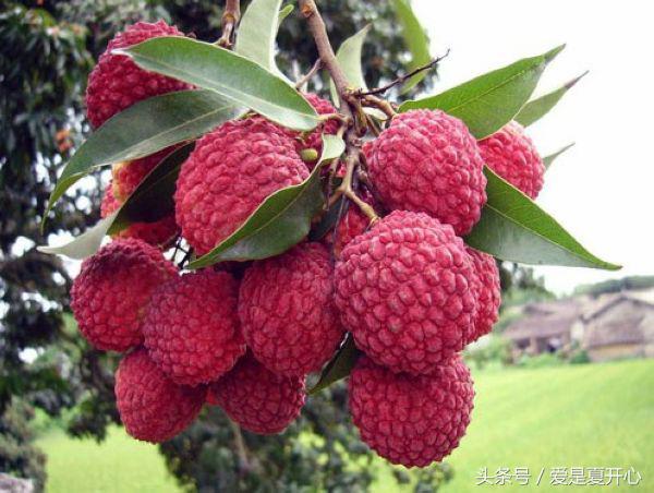 准爸爸收藏,老婆怀孕时最不能吃什么呀