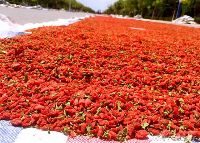 「影射华夏上」天下黄河富宁夏，初体验！