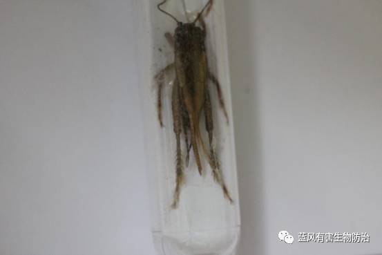 害虫的危害最大的时期是在什么期,防治蟋蟀的最佳办法