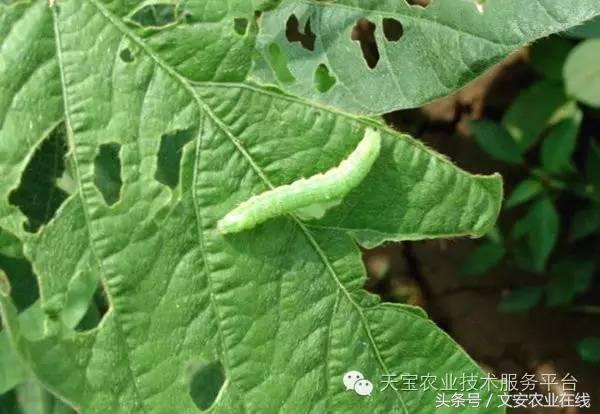 十大类杀虫剂详解不容错过,十大类型杀虫剂