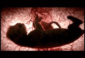 子宫日记解密生命孕育全过程,子宫日记央视纪录片