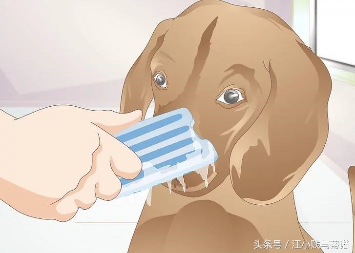 狗狗受伤用什么包扎比较好,狗狗的大伤口如何快速止血