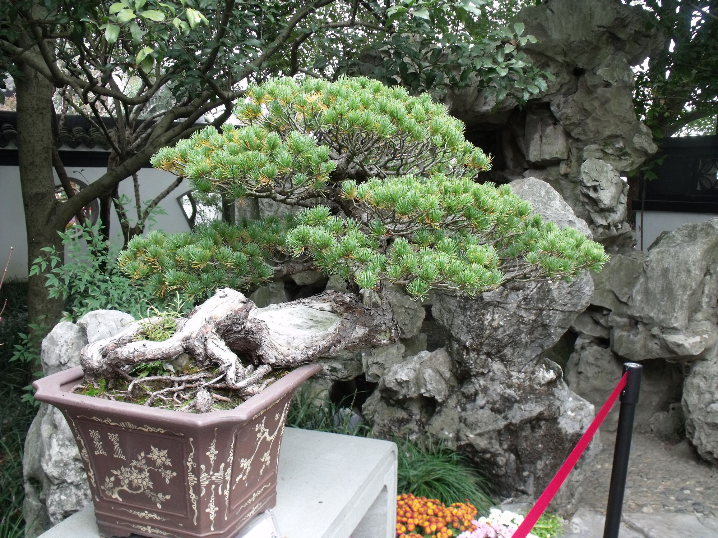 高山流水式松树盆景,亭亭山上松瑟瑟谷中风对比