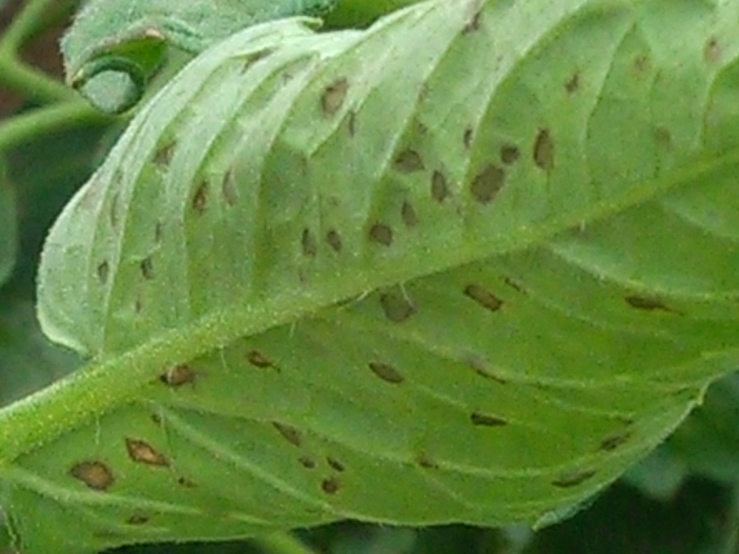 番茄白粉病和灰叶斑病用什么药,番茄褐斑病和灰叶斑病的区别