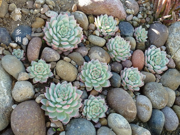 多肉张狂起来,狂野型多肉