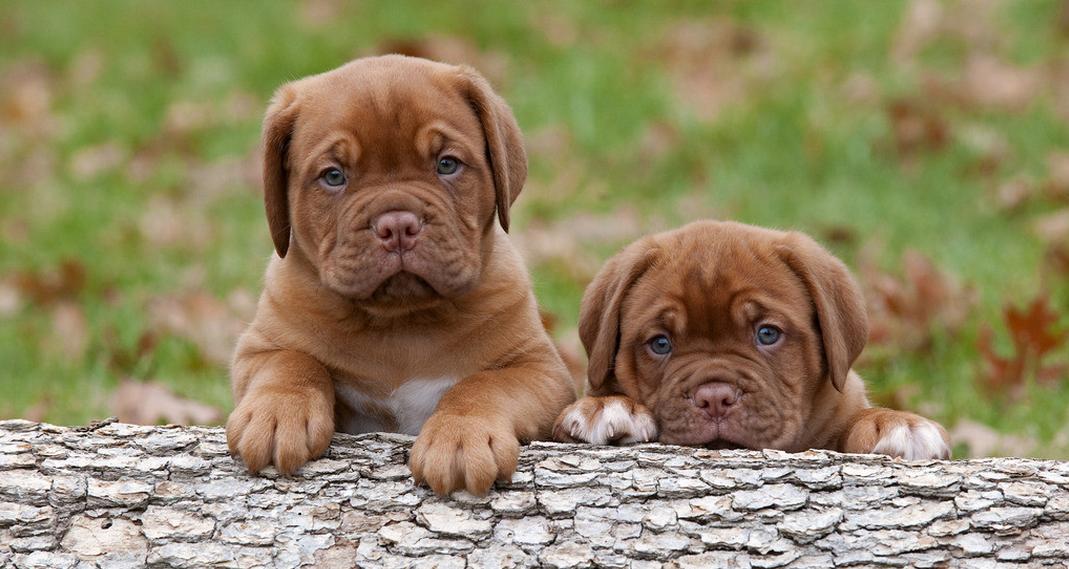 爱犬生病了是怎么回事 (犬腰痛腹痛怎么区分)