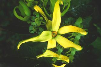 由德语“女汉子”想到--杂谈依兰依兰