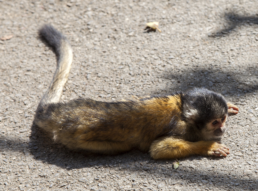 日本喜欢泡温泉的动物,日本爱泡温泉的狗子
