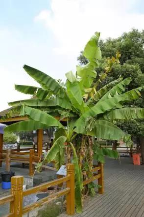 园林芭蕉视频,芭蕉跟香蕉的区别图片