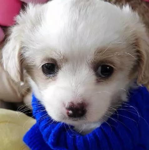 上海猫咪领养虹口,喵小汪宠物领养