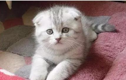 世界上最贵的猫十大排名,世界上最贵的贵族猫是多少钱