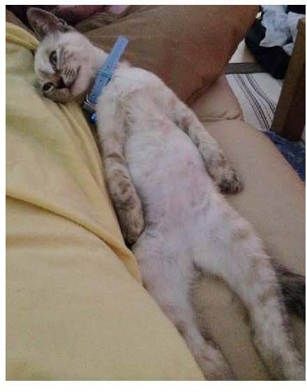 男子路过公园被流浪猫一见钟情，万万没想到，散步都能捡个主子