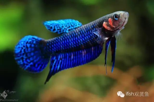 鱼可爱卡通画,鱼卡通可爱