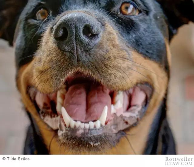 赛罗的宠物罗威纳犬,罗威纳犬犬种