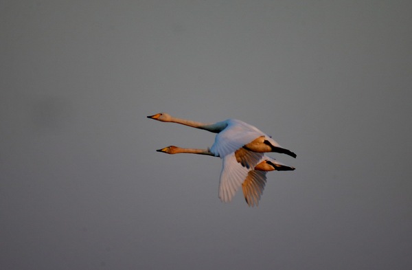 白石水库看天鹅最佳位置导航,白石水库看天鹅2020