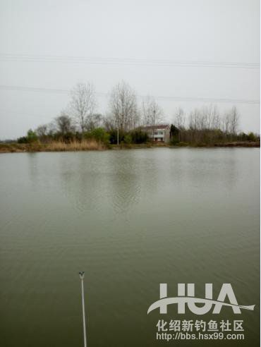 自制钓草鱼玉米必须要煮吗,发酵的玉米可以钓草鱼吗