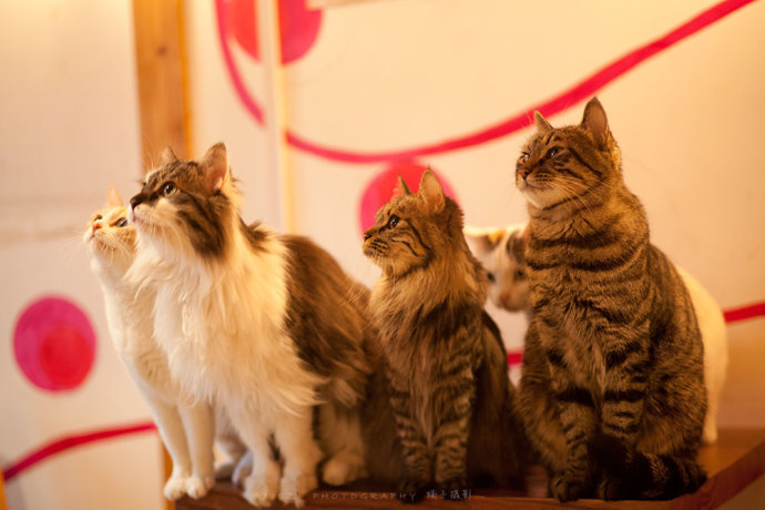 西安还有这么一个地方可以让你被猫咪围绕,享受当铲屎官的感觉