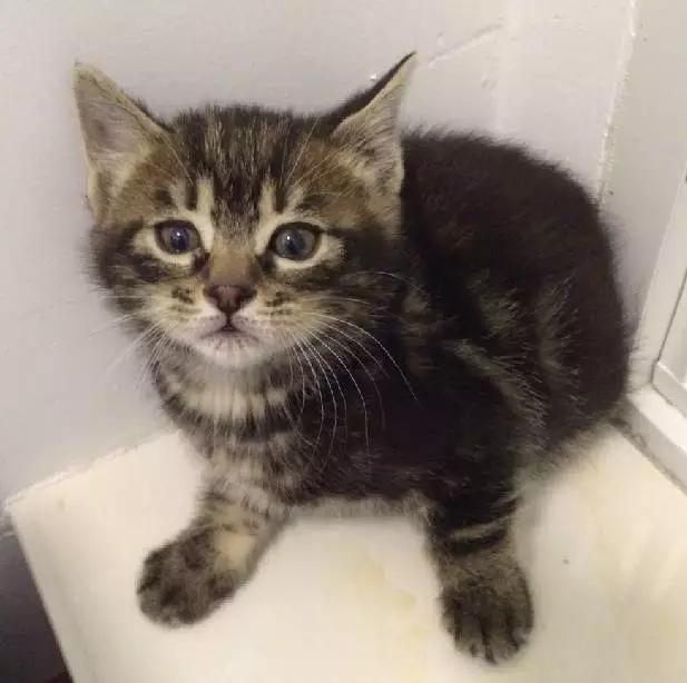 上海嘉定哪里有免费领养狗,瑶海区附近最近的宠物领养