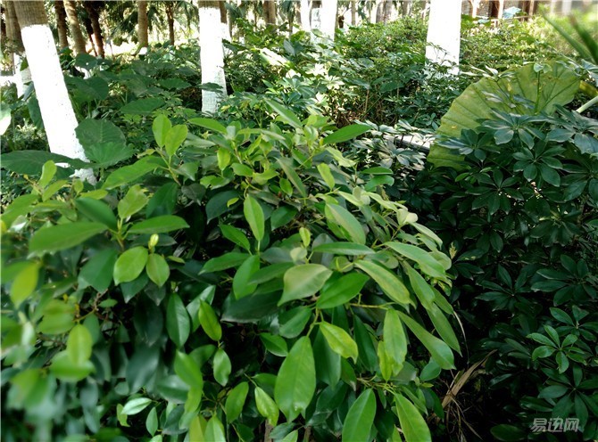 酷派锋尚max是哪一款,酷派锋尚maxa8-930