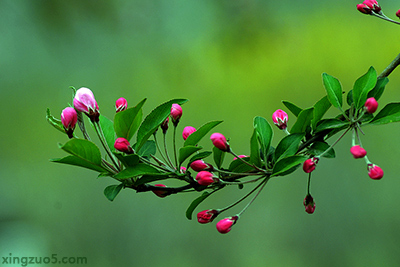 人生先贫穷后暴富的三大生肖,十二生肖哪个生肖是吉哪个是凶