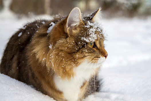 荒野猎人与狗,荒野猎人中国版