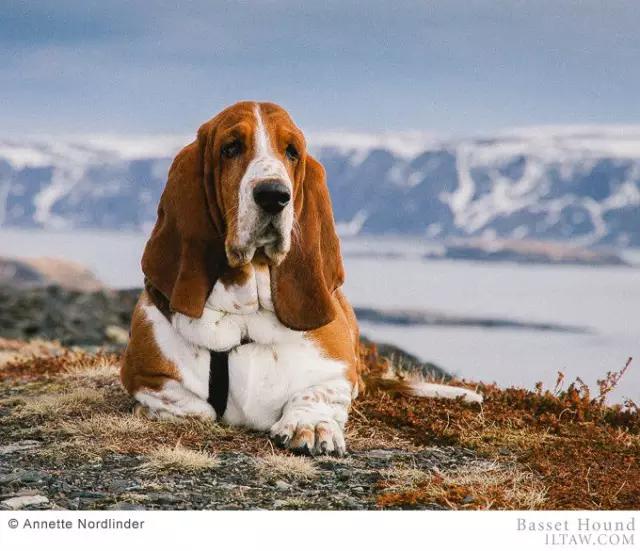 动物世界犬种-巴吉度猎犬