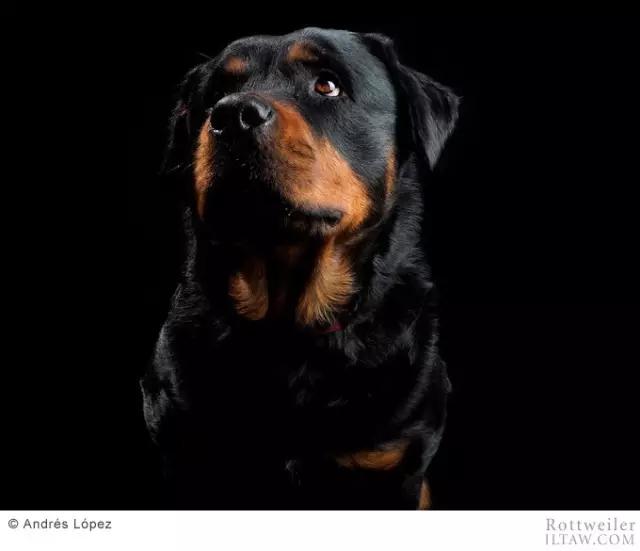 德国犬种罗威纳犬图片,动物世界家禽篇