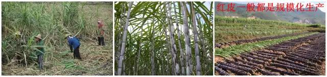 教你如何辨别真红糖,正宗红糖辨别方法