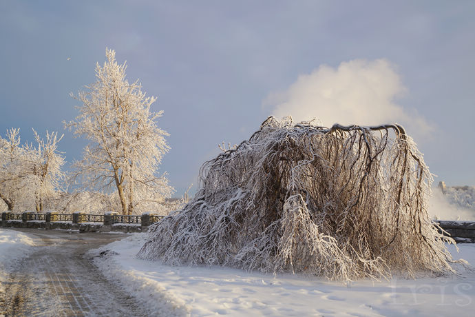尼亚加拉珍稀冰酒,尼亚加拉冰酒