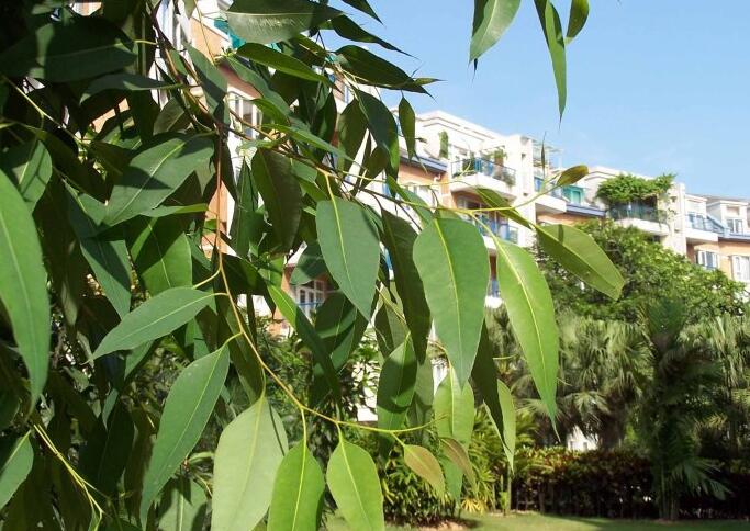 十种常见的芳香精油简述,十大常用精油品种