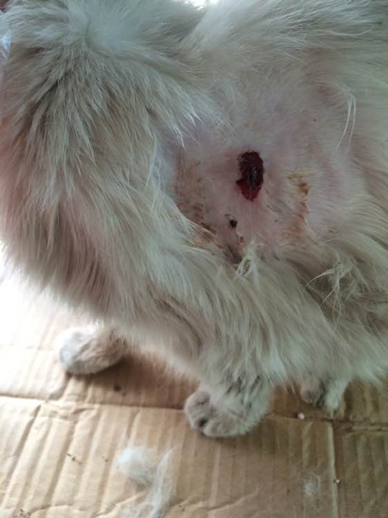 垃圾桶旁边的小猫，我走进了冲着我叫却叫不出声音，只能嘴巴动！