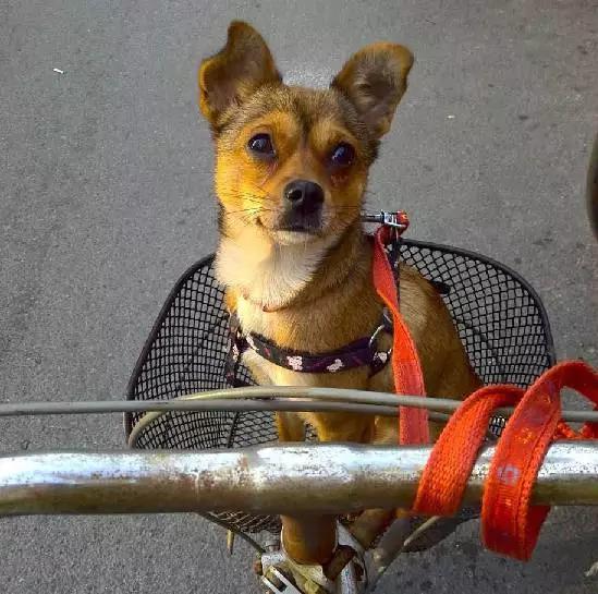 「3月上海领养」给流浪的它们一个温暖的家！