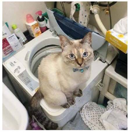 男子路过公园被流浪猫一见钟情，万万没想到，散步都能捡个主子