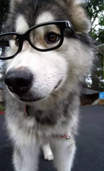 训犬专用玩具,训狗师推荐排行榜