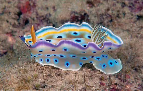 海兔教程,海兔生物图鉴