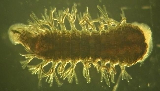 昆虫蛰伏期多长时间,昆虫越冬怎么消灭