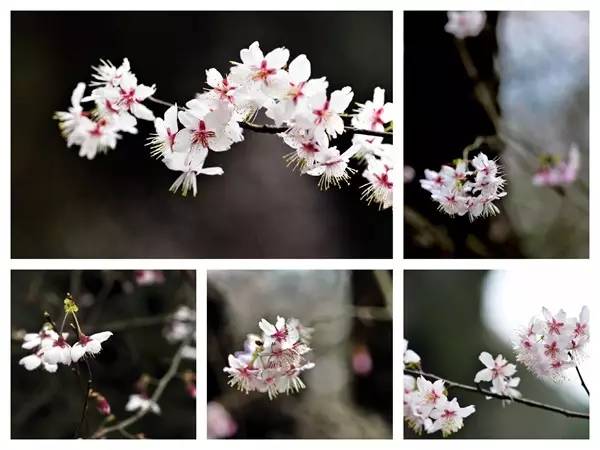 畅游通山,*光春**烂漫映北山一季樱花梦里来
