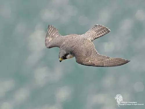 #走近科学#如何获得速度所带来的欲仙欲死的快感？