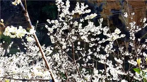 春暖花开：猴年春灿烂，樱桃花争艳，君若假日闲，关河金坪岸！