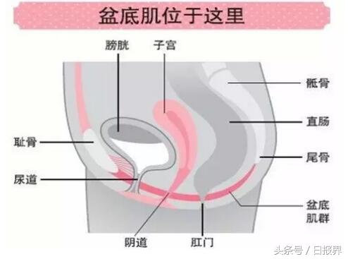 kegel盆底康复仪领军家用盆底康复产品