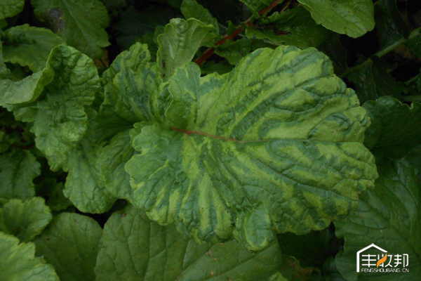 种植白菜心怎么管理,防治白菜萝卜病虫害哪个药好