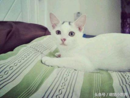 小猫离奇死亡离奇消失,猫咪在家里突然失踪新闻