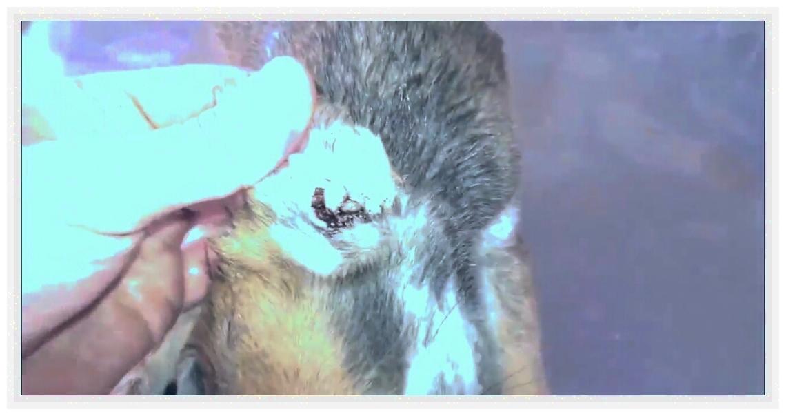 土狗被人虐待,土狗被虐待暴打街头