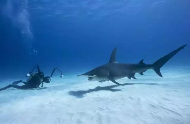 带你了解鱼翅的多种功效,鱼翅的营养真是高级补品吗