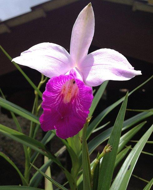 我国名贵的花有哪些品种,中国最名贵的花排名第一