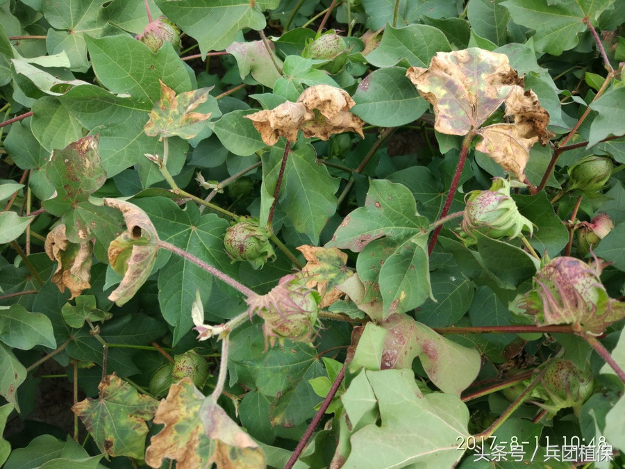 棉花枯黄萎病的药物有哪些,棉花枯黄萎病抗病性鉴定
