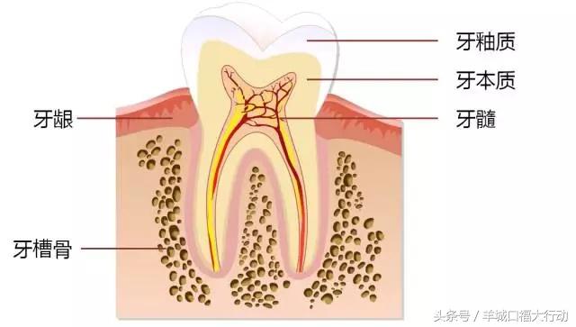 龋齿蛀牙有虫吗,科普蛀牙的形成