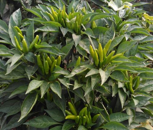 最好的十种辣椒,全球130种辣椒排名