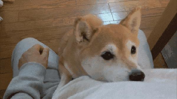 上海犬证办理流程,上海养犬证哪里办